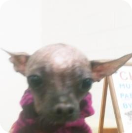 Chinese Crested Mix Dog for Sale in Tucson, Arizona - Myiah Chinese Crested Mix Dog for Sale in Tucson, Arizona - Myiah