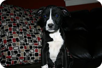 Labrador Retriever/American Bulldog Mix Puppy for Sale in Glastonbury, Connecticut - Adelle~meet me~ Labrador Retriever/American Bulldog Mix Puppy for Sale in Glastonbury, Connecticut - Adelle~meet me~