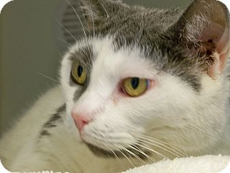 Domestic Shorthair Cat for Sale in Secaucus, New Jersey - Abbie Domestic Shorthair Cat for Sale in Secaucus, New Jersey - Abbie