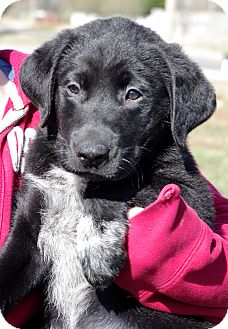 Labrador Retriever Mix Puppy for Sale in Huntsville, Alabama - Agate Labrador Retriever Mix Puppy for Sale in Huntsville, Alabama - Agate