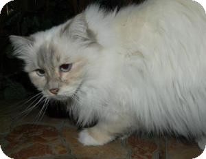 Birman Cat for Sale in Ennis, Texas - Catalina Birman Cat for Sale in Ennis, Texas - Catalina