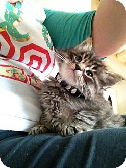 Domestic Longhair Kitten for Sale in Benicia, California - Calendar Kittens Domestic Longhair Kitten for Sale in Benicia, California - Calendar Kittens