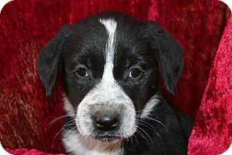 Golden Retriever/Border Collie Mix Puppy for Sale in Glastonbury, Connecticut - Peppermint Golden Retriever/Border Collie Mix Puppy for Sale in Glastonbury, Connecticut - Peppermint