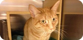 Domestic Shorthair Cat for Sale in Braselton, Georgia - *Miss Kitty Domestic Shorthair Cat for Sale in Braselton, Georgia - *Miss Kitty