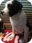 Great Pyrenees/Collie Mix Puppy for Sale in Manchester, Connecticut - Titus ADOPTION PENDING Great Pyrenees/Collie Mix Puppy for Sale in Manchester, Connecticut - Titus ADOPTION PENDING