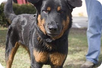 Rottweiler Mix Dog for Sale in Gainesville, Florida - Ferb Rottweiler Mix Dog for Sale in Gainesville, Florida - Ferb