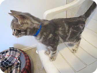 Domestic Shorthair Cat for Sale in Geneseo, Illinois - Drew Domestic Shorthair Cat for Sale in Geneseo, Illinois - Drew