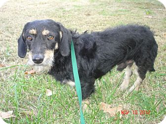 Dachshund Dog for Sale in Stilwell, Oklahoma - Apache Dachshund Dog for Sale in Stilwell, Oklahoma - Apache