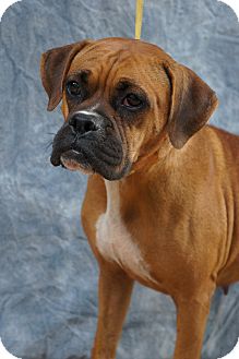 Boxer Mix Dog for Sale in manasquam, New Jersey - June Boxer Mix Dog for Sale in manasquam, New Jersey - June