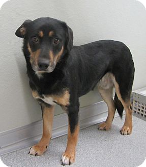 Australian Kelpie/Shepherd (Unknown Type) Mix Dog for Sale in Lincolnton, North Carolina - Lil Man Australian Kelpie/Shepherd (Unknown Type) Mix Dog for Sale in Lincolnton, North Carolina - Lil Man