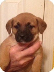 Jack Russell Terrier/Beagle Mix Puppy for Sale in Marlton, New Jersey - Baby Meghan Jack Russell Terrier/Beagle Mix Puppy for Sale in Marlton, New Jersey - Baby Meghan
