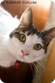 Domestic Shorthair Cat for Sale in Grand Rapids, Michigan - Zelda Domestic Shorthair Cat for Sale in Grand Rapids, Michigan - Zelda