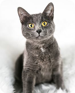 Domestic Shorthair Cat for Sale in Eagan, Minnesota - Penny Domestic Shorthair Cat for Sale in Eagan, Minnesota - Penny