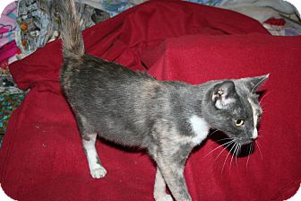 Domestic Shorthair Cat for Sale in SantaRosa, California - Belladonna Domestic Shorthair Cat for Sale in SantaRosa, California - Belladonna