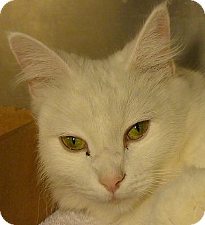 Domestic Mediumhair Cat for Sale in El Cajon, California - Princess Domestic Mediumhair Cat for Sale in El Cajon, California - Princess