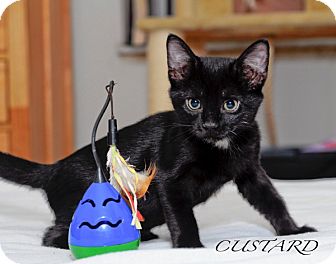 Domestic Shorthair Kitten for Sale in St. Louis, Missouri - Custard Domestic Shorthair Kitten for Sale in St. Louis, Missouri - Custard