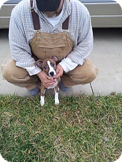 Boxer/Terrier (Unknown Type, Medium) Mix Puppy for Sale in Germantown, Maryland - Macy Boxer/Terrier (Unknown Type, Medium) Mix Puppy for Sale in Germantown, Maryland - Macy