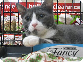 Domestic Shorthair Kitten for Sale in New York, New York - Joshua Domestic Shorthair Kitten for Sale in New York, New York - Joshua