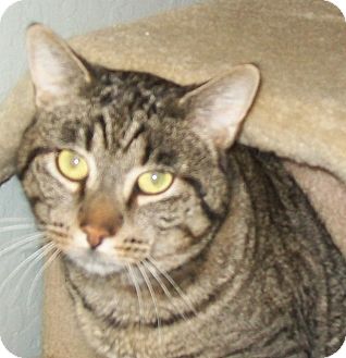 Domestic Shorthair Cat for Sale in Grants Pass, Oregon - Nick Domestic Shorthair Cat for Sale in Grants Pass, Oregon - Nick