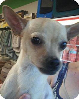 Chihuahua Mix Puppy for Sale in Scottsdale, Arizona - Charlie Chihuahua Mix Puppy for Sale in Scottsdale, Arizona - Charlie