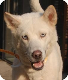 Siberian Husky Mix Dog for Sale in Brooklyn, New York - Snowy Siberian Husky Mix Dog for Sale in Brooklyn, New York - Snowy