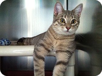 Domestic Shorthair Cat for Sale in Topeka, Kansas - Muppet Domestic Shorthair Cat for Sale in Topeka, Kansas - Muppet