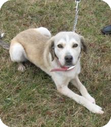 Husky/Shepherd (Unknown Type) Mix Dog for Sale in Richmond, Virginia - Daisy Husky/Shepherd (Unknown Type) Mix Dog for Sale in Richmond, Virginia - Daisy