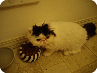 Persian Kitten for Sale in Sheridan, Oregon - Toupe Persian Kitten for Sale in Sheridan, Oregon - Toupe