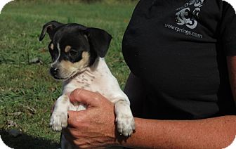 Beagle/Dachshund Mix Puppy for Sale in Glastonbury, Connecticut - Lola Lemongrass~meet me~ Beagle/Dachshund Mix Puppy for Sale in Glastonbury, Connecticut - Lola Lemongrass~meet me~