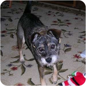 Schnauzer (Miniature)/Terrier (Unknown Type, Small) Mix Dog for Sale in Redondo Beach, California - Sally Sue-Courtesy Schnauzer (Miniature)/Terrier (Unknown Type, Small) Mix Dog for Sale in Redondo Beach, California - Sally Sue-Courtesy