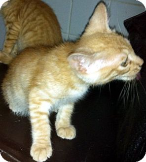 Domestic Shorthair Kitten for Sale in Jacksonville, Florida - Pravin Domestic Shorthair Kitten for Sale in Jacksonville, Florida - Pravin