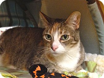 Domestic Shorthair Cat for Sale in Foothill Ranch, California - Nikki Domestic Shorthair Cat for Sale in Foothill Ranch, California - Nikki