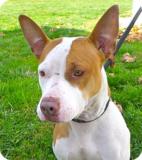 American Pit Bull Terrier Mix Dog for Sale in Brookville, Indiana - Rosalee American Pit Bull Terrier Mix Dog for Sale in Brookville, Indiana - Rosalee