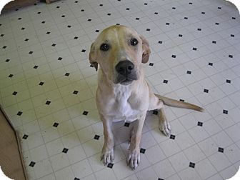 Labrador Retriever Mix Dog for Sale in Pelham, New York - Rianna Labrador Retriever Mix Dog for Sale in Pelham, New York - Rianna