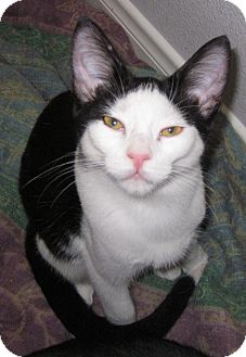 Domestic Shorthair Kitten for Sale in Winchester, California - Bebe Domestic Shorthair Kitten for Sale in Winchester, California - Bebe