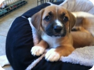 Jack Russell Terrier/Beagle Mix Puppy for Sale in Marlton, New Jersey - Baby Abby Jack Russell Terrier/Beagle Mix Puppy for Sale in Marlton, New Jersey - Baby Abby