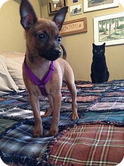 Miniature Pinscher Mix Puppy for Sale in Emsdale (Huntsville), Ontario - Sally - Sweet! Miniature Pinscher Mix Puppy for Sale in Emsdale (Huntsville), Ontario - Sally - Sweet!