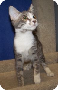 Domestic Shorthair Cat for Sale in Colorado Springs, Colorado - K-Hart9-Darwina Domestic Shorthair Cat for Sale in Colorado Springs, Colorado - K-Hart9-Darwina