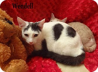 Domestic Shorthair Cat for Sale in Bentonville, Arkansas - Wendell Domestic Shorthair Cat for Sale in Bentonville, Arkansas - Wendell