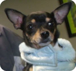 Chihuahua Mix Dog for Sale in Muskegon, Michigan - Tasha Chihuahua Mix Dog for Sale in Muskegon, Michigan - Tasha