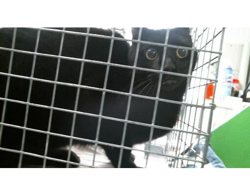 Houston TX Domestic Shorthair Meet SANTI A Pet For Adoption