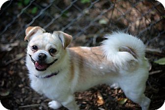 pekingese beagle mix