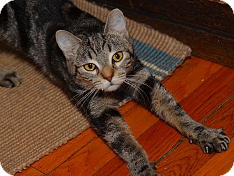 American Shorthair Kitten for Sale in Brooklyn, New York - Mimi American Shorthair Kitten for Sale in Brooklyn, New York - Mimi