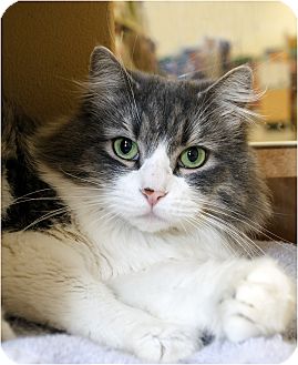 Domestic Mediumhair Cat for Sale in Salem, New Hampshire - Christy Domestic Mediumhair Cat for Sale in Salem, New Hampshire - Christy