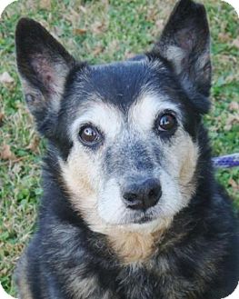 Australian Cattle Dog Dog for Sale in Red Bluff, California - Oscar Australian Cattle Dog Dog for Sale in Red Bluff, California - Oscar