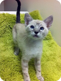 Siamese Kitten for Sale in Irvine, California - Pearl Siamese Kitten for Sale in Irvine, California - Pearl