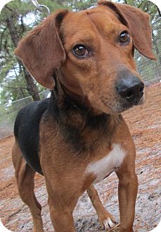 Beagle Mix Dog for Sale in Forked River, New Jersey - Amos Beagle Mix Dog for Sale in Forked River, New Jersey - Amos