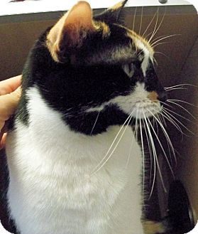 Calico Cat for Sale in Secaucus, New Jersey - Callie Calico Cat for Sale in Secaucus, New Jersey - Callie