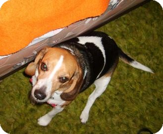 Beagle Mix Dog for Sale in Phoenix, Arizona - Scooby Beagle Mix Dog for Sale in Phoenix, Arizona - Scooby