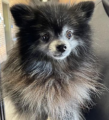 Nashville Tn Pomeranian Meet Polly A Pet For Adoption Adoptapet